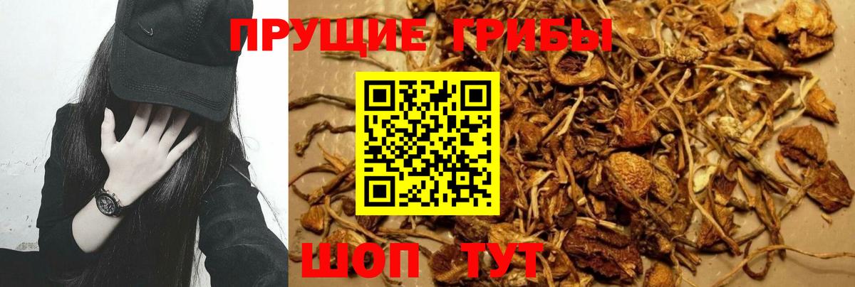 Галлюциногенные грибы Psilocybe Волгодонск